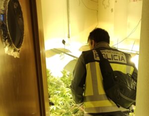 Un matrimonio cultivaba plantaciones de marihuana en 3 domicilios distintos del barrio de Nazaret
